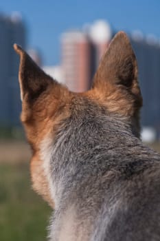 German shepherd dog from the back, looks at the city's new buildings, in an urban atmosphere