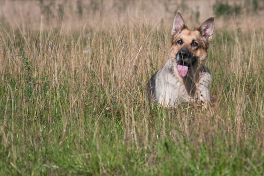 Big gray dog German shepherd breed lies outdoor in summer among grass in the field
