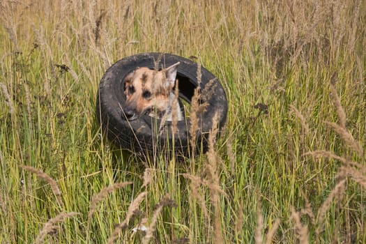 Dog breed German shepherd drags a large car tire in the field with green high