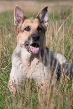Big gray dog German shepherd breed lies outdoor in summer among grass in the field