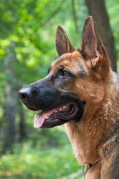Profile portrait of a large and beautiful, red-haired dog of the German Shepherd breed, outdoors outdoors
