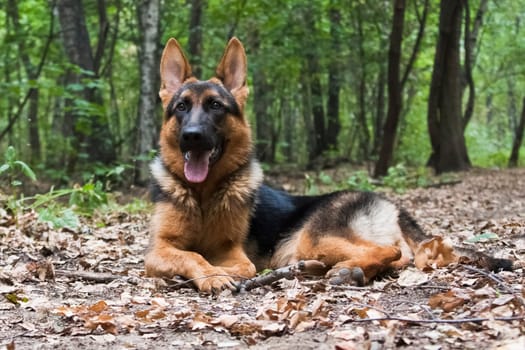 Large gray-black-red dog German shepherd breed in summer outdoors on a background of trees
