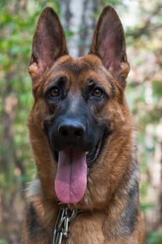 Portrait of a large black and red dog German Shepherd breed in summer outdoors on a natural blurred background