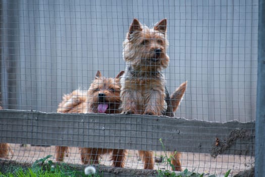 Two red-haired dog of the breed Norwich Terrier peeks out of the enclosure outdoors