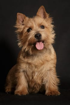 Dog breed Norwich Terrier on a black background indoors in the studio sits with his tongue hanging out