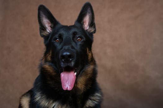 Dog Adult Breed German Shepherd on Brown Background Portrait Indoor in Studio