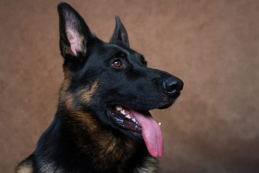 Portrait of German Shepherd Dog Red-Black Color Three-Quarter Sideways Indoors in Studio on Brown Background