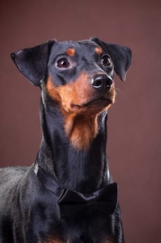 German Pinscher - a medium-sized dog bred in Germany at the end of the 18th century