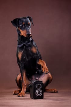 German Pinscher - a medium-sized dog bred in Germany at the end of the 18th century