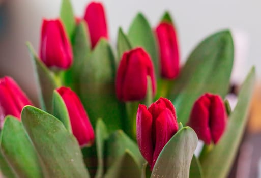 Close up shot of the fresh red tulips
