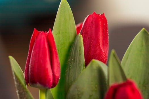 Close up shot of the fresh red tulips