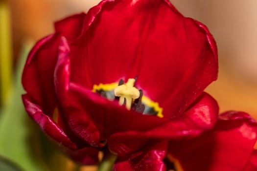 Close up shot of the fresh red tulips