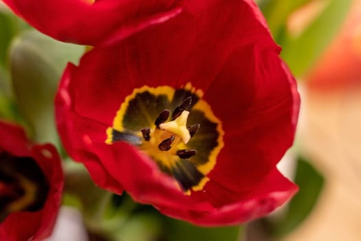 Close up shot of the fresh red tulips