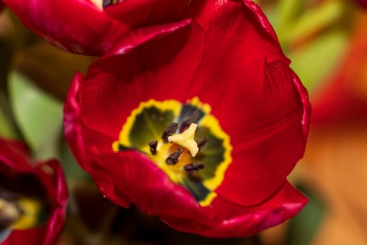 Close up shot of the fresh red tulips