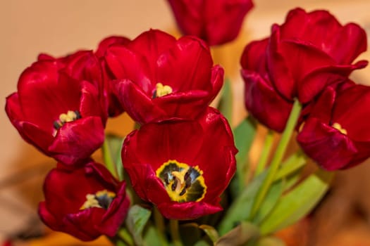 Close up shot of the fresh red tulips.