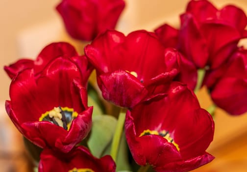Close up shot of the fresh red tulips.