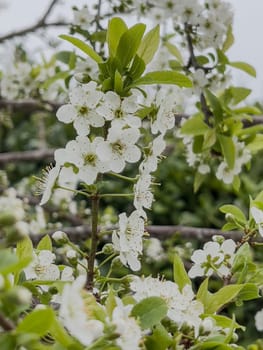 Delicate white blossoms of the fleur prunier are in full bloom, surrounded by lush green leaves, showcasing nature beauty in a lively garden during spring.