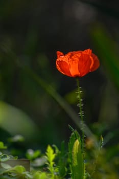 A bright red poppy stands tall among green foliage, soaking up the gentle sunlight in a serene meadow setting.