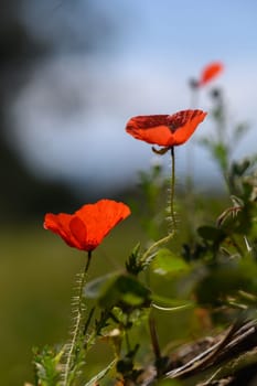 Two striking red poppies stand tall amid lush greenery, basking in the morning sunlight with a calm breeze.