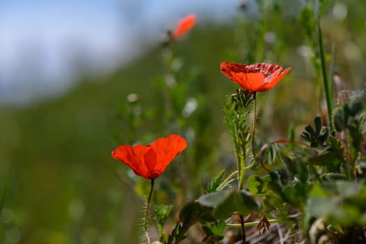 Bright red poppies rise above lush green foliage, basking in a sunlit meadow during a peaceful afternoon.