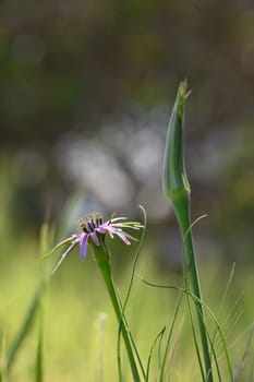 A vibrant purple wildflower stands amidst lush green grass, basking in the soft sunlight of a spring afternoon.