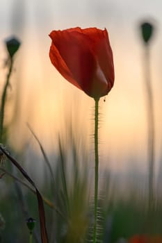 A solitary poppy stands tall in the meadow as the sun sets, casting warm light on the delicate petals and gentle grass.