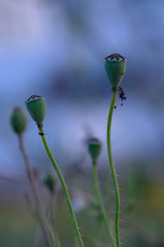 Two healthy poppy buds reach for the sky, illuminated by early morning light against a calming blue background.