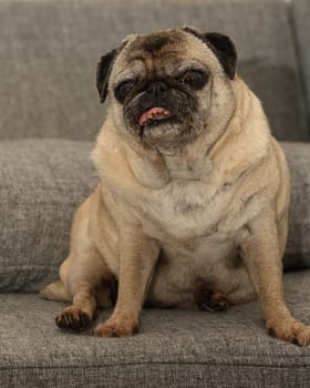 A playful pug rests on a soft, gray couch, enjoying a tranquil moment filled with warmth and comfort.