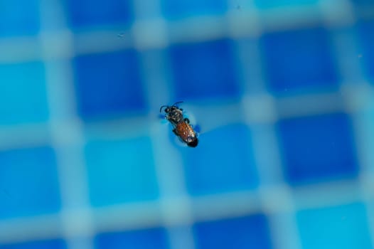A small insect gently drifts across bright blue tiles submerged in clear water under a warm sun.