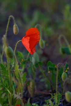A striking red poppy emerges gracefully among lush green foliage as warm light bathes the landscape.