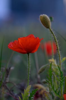Red poppies stretch toward the sky, welcoming the soft light of dusk in a tranquil meadow surrounded by greenery.