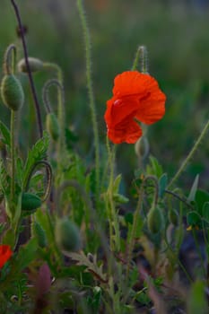 Delicate red poppies rise from verdant grass, their petals glowing softly as the sun sets over the tranquil meadow.