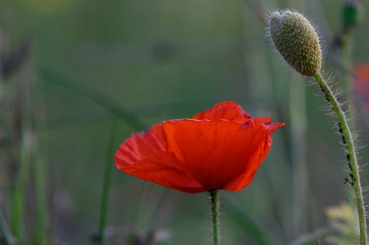 A red poppy shines in the golden light of sunset, standing out in a peaceful green meadow.