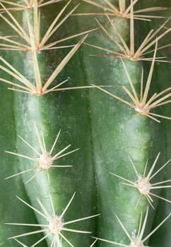 Close-up view of Ferocactus echidne in detailed with sharp white prickles. Prickly green Parodia polyacantha cactus or Parodia langsdorffii plant, Cactus flower, Succulent Plant, use it as your Space for text, Design, Wallpaper and Poster, Selective focus.