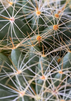 Close-up view of Mammillaria longimamma in details with sharp white prickles. Prickly green Finger cactus, Succulent Plant, Cactus flower, use it as your Space for text, Design, Wallpaper and Poster, Selective focus.