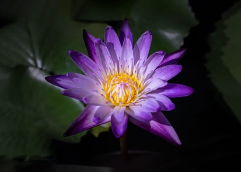 Yellow lotus stamens or Lotus pollen in white purple lotus petals of Blossoming waterlily or Lotus flower blooms and green leaves background with natural daylight, Lotus is logo of spa and buddhism in asia, use it as your Wallpaper, Poster and Space for text, Selective focus.