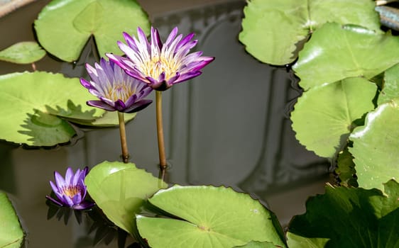 Yellow lotus stamens or Yellow lotus pollen in white purple lotus petals. Blossoming waterlily or Purple lotus flower blooms with green leaves background and natural daylight, Lotus is logo of spa and buddhism in asia, use it as your Wallpaper, Poster and Space for text, Selective focus.