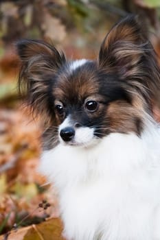 White-black-red dog of the breed Papillon (Continental Toy Spaniel) portrait on an autumn background outdoors