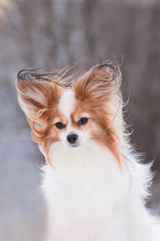 White and red papillon dog in winter outdoors in the wind with magical fluttering ears