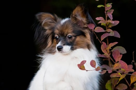 White-black-red dog of the papillon breed (continental toy spaniel) portrait on a black background next to an autumn branch outdoors