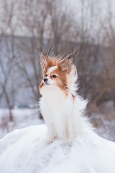 White and red papillon dog in winter outdoors in the wind with magical fluttering ears on the hill