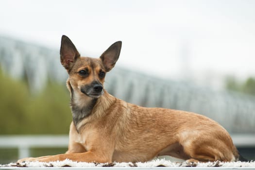 Coated, a medium-sized adult beige dog of the breed Peruvian Hairless Dog (Inca Peruvian Orchid, Inca Hairless Dog, Viringo, Calato, Mexican Hairless Dog), lies on the table against the background of a blurred bokeh of the bridge outdoors in cloudy weather