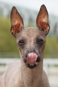 Medium-sized hairless adult beige dog of the breed Peruvian Hairless Dog (Inca Peruvian Orchid, Inca Hairless Dog, Virigo, Calato, Mexican Hairless Dog), close-up portrait licking with open mouth, on the background of blurred bokeh of the bridge outdoors in cloudy weather
