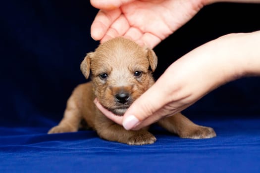 Irish Soft Coated Wheaten Terrier is a breed of dog. It differs from other Irish terriers in wool - silky, soft, unique wheat color. This is a strong, hardy, compact dog.