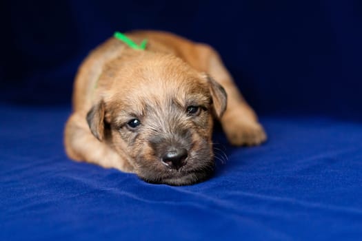 Irish Soft Coated Wheaten Terrier is a breed of dog. It differs from other Irish terriers in wool - silky, soft, unique wheat color. This is a strong, hardy, compact dog.