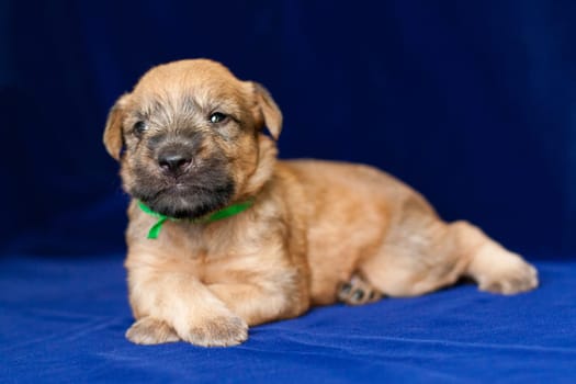 Irish Soft Coated Wheaten Terrier is a breed of dog. It differs from other Irish terriers in wool - silky, soft, unique wheat color. This is a strong, hardy, compact dog.