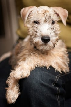 Irish Soft Coated Wheaten Terrier is a breed of dog. It differs from other Irish terriers in wool - silky, soft, unique wheat color. This is a strong, hardy, compact dog.