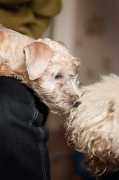 Irish Soft Coated Wheaten Terrier is a breed of dog. It differs from other Irish terriers in wool - silky, soft, unique wheat color. This is a strong, hardy, compact dog.