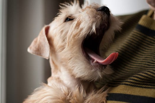 Irish Soft Coated Wheaten Terrier is a breed of dog. It differs from other Irish terriers in wool - silky, soft, unique wheat color. This is a strong, hardy, compact dog.