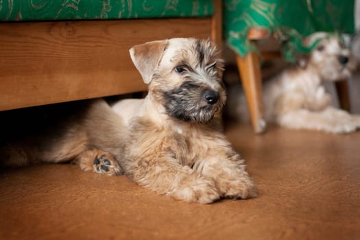 Irish Soft Coated Wheaten Terrier is a breed of dog. It differs from other Irish terriers in wool - silky, soft, unique wheat color. This is a strong, hardy, compact dog.